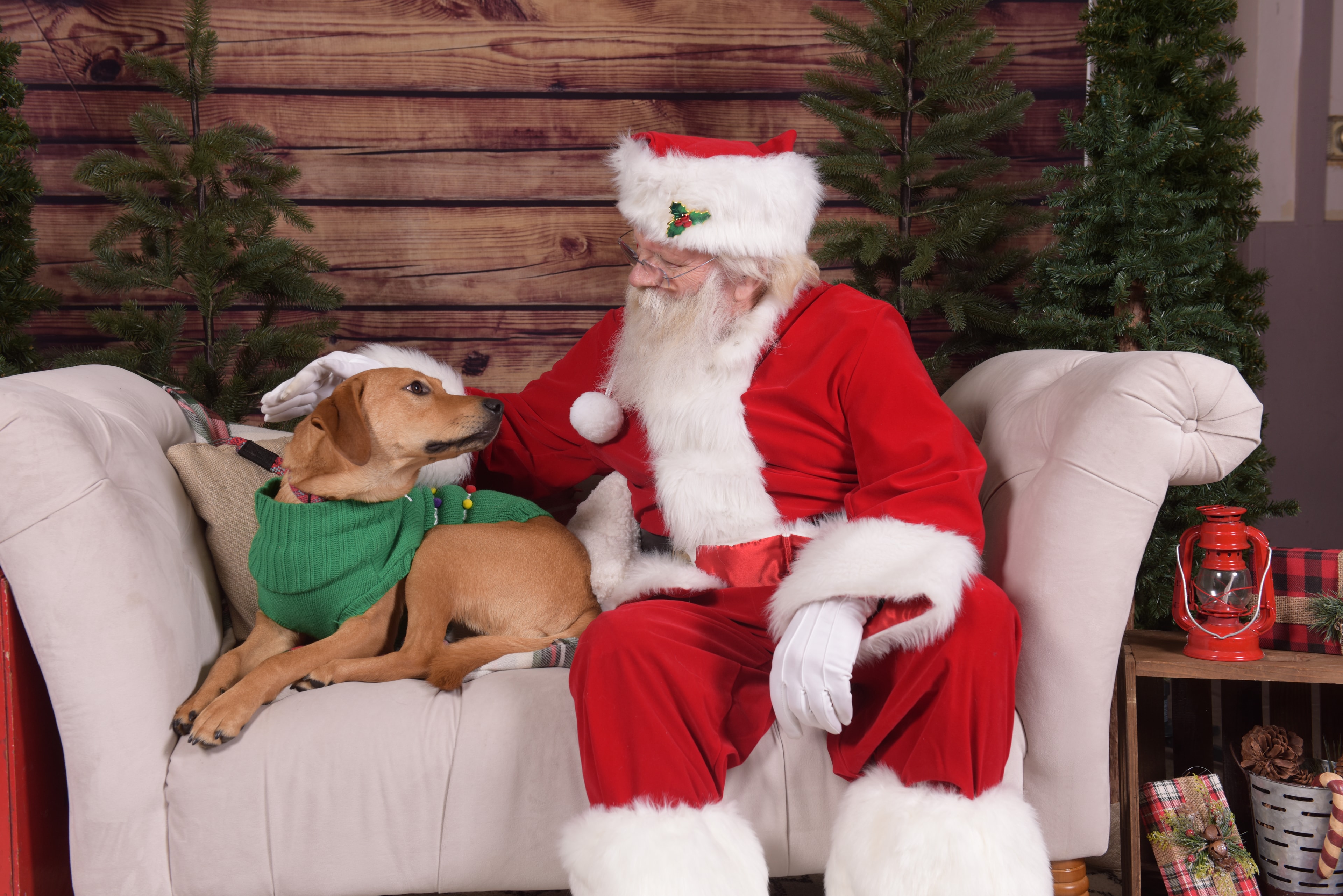 Santa Claus with dog on couch