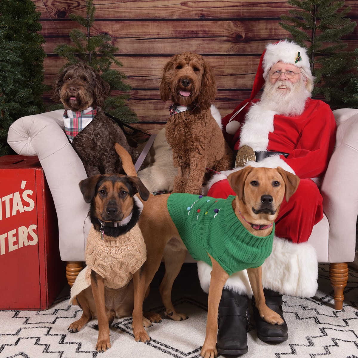 Santa Claus posing with four dogs