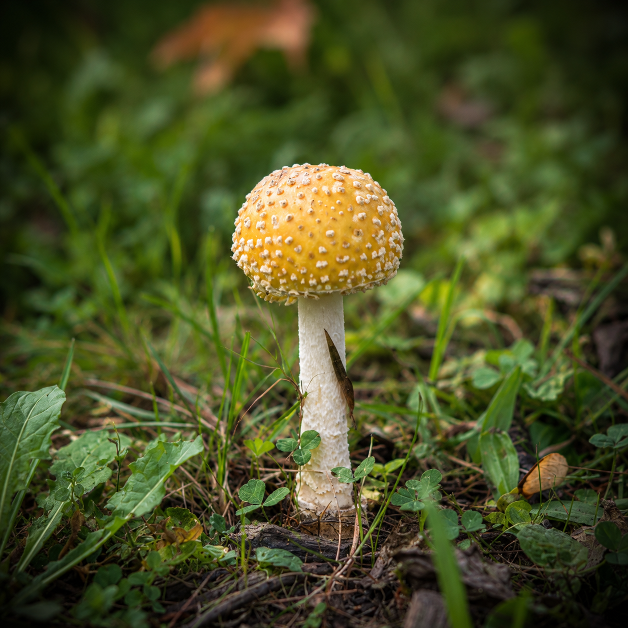 Golden Toadstool