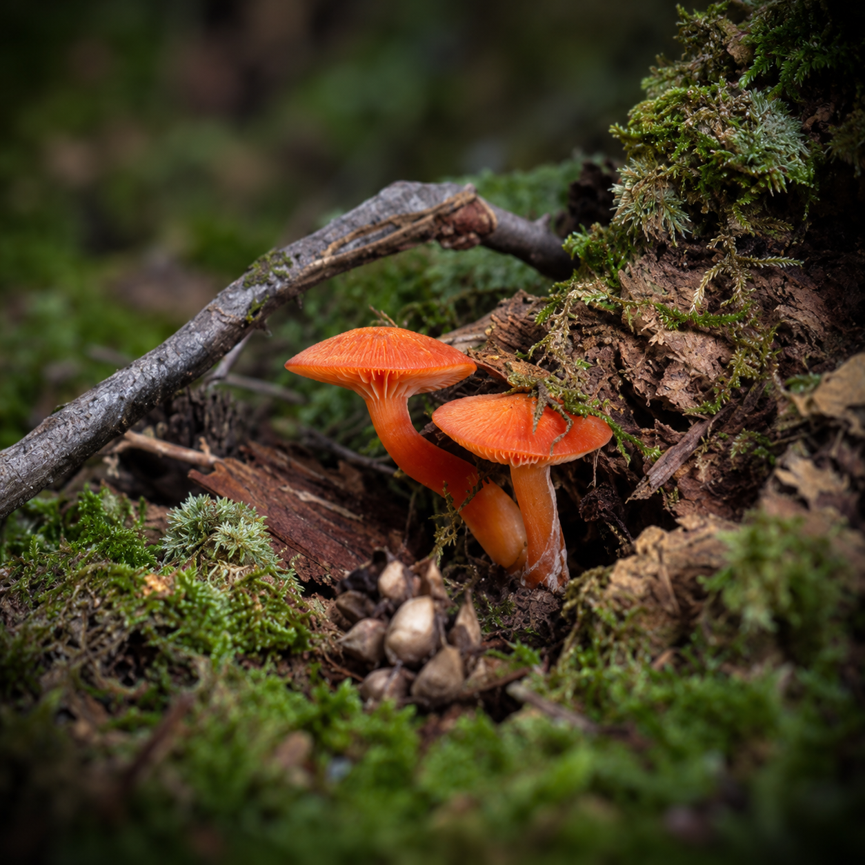 Mossy Forest Floor