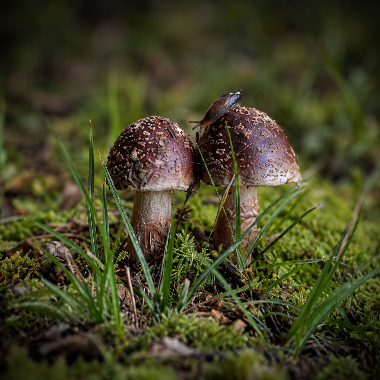 Mossy Mushrooms & Slug